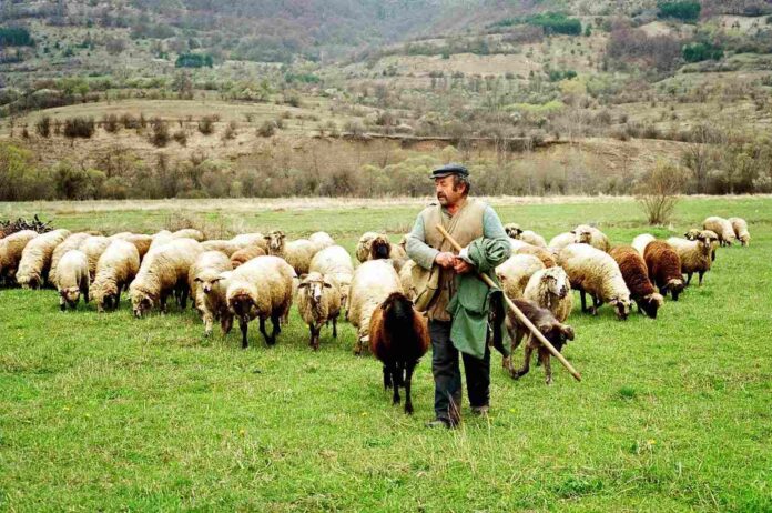 Κτηνοτροφικοί-Σύλλογοι-ΑΜΘ:-Ούτε-με-το-χωροφύλαξ,-ούτε-με-τον-αστυφύλαξ,-μόνο-με-τον-τσοπάνο Κτηνοτροφικοί-Σύλλογοι-ΑΜΘ:-Ούτε-με-το-χωροφύλαξ,-ούτε-με-τον-αστυφύλαξ,-μόνο-με-τον-τσοπάνο