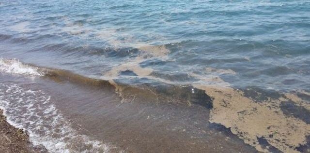 Δεν-είναι-βλαβερό-το-φυτοπλαγκτόν-όπως-δηλώσει-ο-πρόεδρος-του-ΓΕΩΤΕΕ-Ζαφείρης-Μυστακίδης Δεν-είναι-βλαβερό-το-φυτοπλαγκτόν-όπως-δηλώσει-ο-πρόεδρος-του-ΓΕΩΤΕΕ-Ζαφείρης-Μυστακίδης