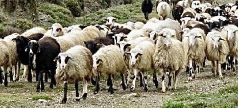 Αίτημα-των-κτηνοτροφικών-συλλόγων-της-ΑΜΘ-για-έκτακτη-συνεδρίαση-του-Περιφερειακού-Συμβουλίου Αίτημα-των-κτηνοτροφικών-συλλόγων-της-ΑΜΘ-για-έκτακτη-συνεδρίαση-του-Περιφερειακού-Συμβουλίου