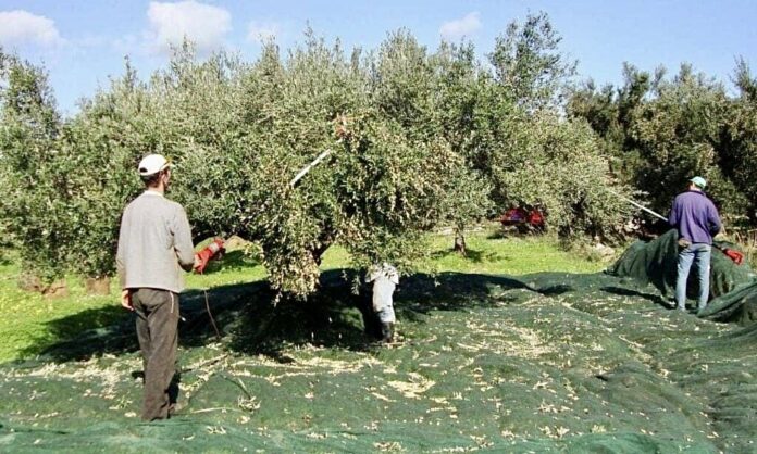 Κάλεσμα-για-εθελοντική-συμμετοχή-στη-συγκομιδή-ελιών-που-θα-γίνει-στο-χώρο-του-σχολείου-στα-Λιμενάρια-Θάσου Κάλεσμα-για-εθελοντική-συμμετοχή-στη-συγκομιδή-ελιών-που-θα-γίνει-στο-χώρο-του-σχολείου-στα-Λιμενάρια-Θάσου