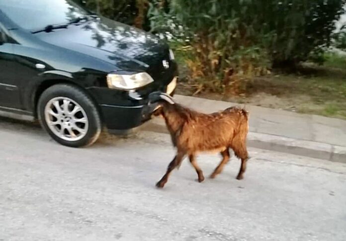Κατσίκα-“κόβει”-βόλτες-στους-δρόμους-του-Βύρωνα-στην-Καβάλα