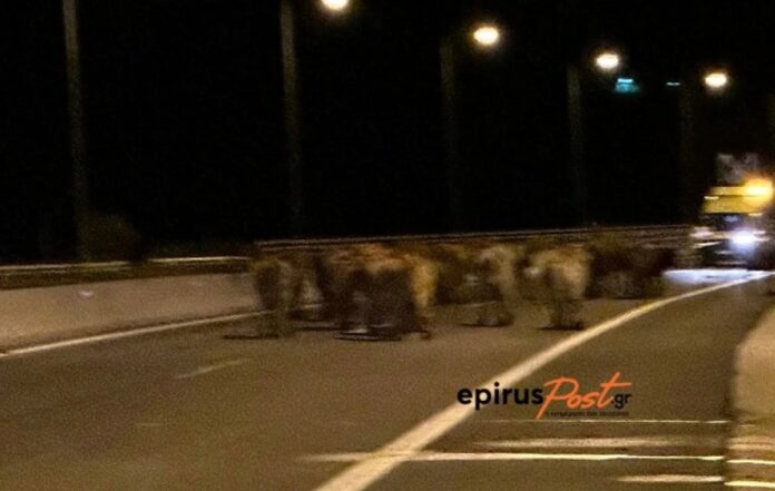 Μέτσοβο:-Ατύχημα-στην-Εγνατία-με-φορτηγό-που-μετέφερε-αγελάδες-–-Έκλεισαν-και-τα-δύο-ρεύματα Μέτσοβο:-Ατύχημα-στην-Εγνατία-με-φορτηγό-που-μετέφερε-αγελάδες-–-Έκλεισαν-και-τα-δύο-ρεύματα