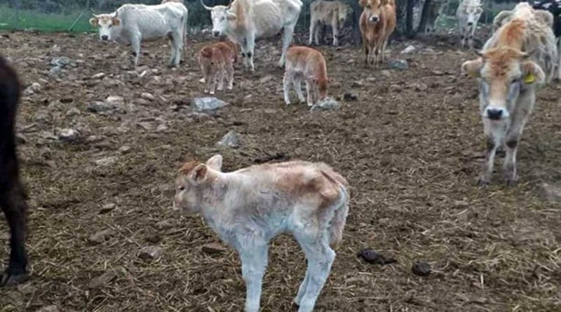 Αγελάδες-εγκαταλείφθηκαν-από-τους-κτηνοτρόφους-και-πεθαίνουν-βασανιστικά