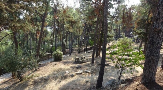 “Χρειάζεται-ενεργή-προσπάθεια-για-την-φύλαξη-του-Δάσους-των-Πεντακοσίων”-δηλώνει-ο-πρόεδρος-του-Συλλόγου-Αγίας-Παρασκευής-Απόστολος-Λικουρίνος “Χρειάζεται-ενεργή-προσπάθεια-για-την-φύλαξη-του-Δάσους-των-Πεντακοσίων”-δηλώνει-ο-πρόεδρος-του-Συλλόγου-Αγίας-Παρασκευής-Απόστολος-Λικουρίνος