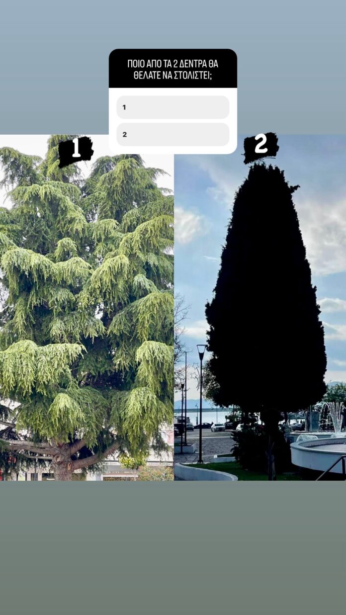 Ποιο-από-τα-2-μεγάλα-δέντρα-στην-πλατεία-θα-θέλατε-να-στολιστεί;