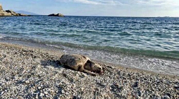 Ξεβράστηκε-νεκρή-θαλάσσια-χελώνα-κάτω-από-τον-Φάρο-της-Παναγίας