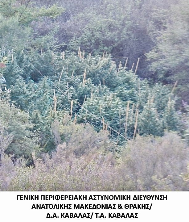 Εντοπίστηκε-φυτεία-δενδρυλλίων-κάνναβης-σε-δασική-περιοχή-της-Καβάλας Εντοπίστηκε-φυτεία-δενδρυλλίων-κάνναβης-σε-δασική-περιοχή-της-Καβάλας