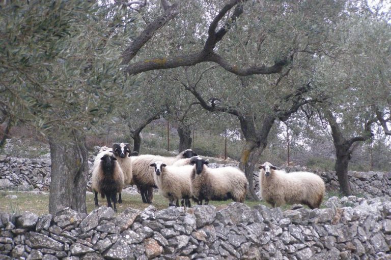 Ευλογιά-προβάτων:-Σε-ποιες-Περιφέρειες-εφαρμόζονται-νέα-μέτρα-και-σε-ποιες-αίρονται