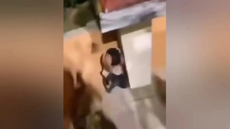 Κομοτηνή:-Παρέμβαση-του-Αρείου-Πάγου-για-το-βίντεο-με-τον-τραμπουκισμό-10χρονου-παιδιού