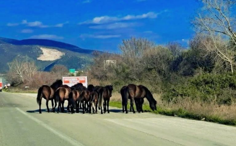 Ανακοίνωση-από-τον-Δήμο-Καβάλας-για-την-εμφάνιση-ελεύθερων-αλόγων-στην-επαρχιακή-οδό-Καβάλας-–-Ν.Καρβάλης