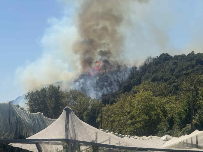 Φωτιά-στο-Μυρτόφυτο-–-Κατασβέστηκε-σε-μισή-ώρα-χάρη-στην-άμεση-επέμβαση Φωτιά-στο-Μυρτόφυτο-–-Κατασβέστηκε-σε-μισή-ώρα-χάρη-στην-άμεση-επέμβαση