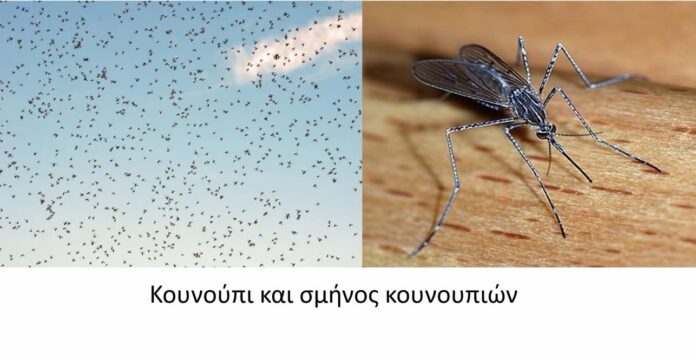 Χειρονόμοι-και-όχι-κουνούπια-τα-σμήνη-στον-Δήμο-Παγγαίου-–-Τι-αναφέρουν-οι-αυτοψίες-της-Περιφέρειας